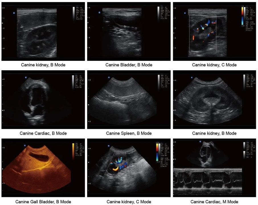 sonograms canine